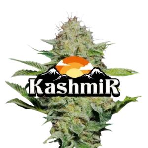 buy Kashmir online