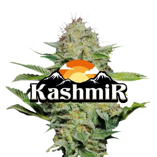 buy Kashmir online